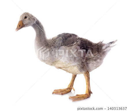 gray gosling gray gosling 140313637