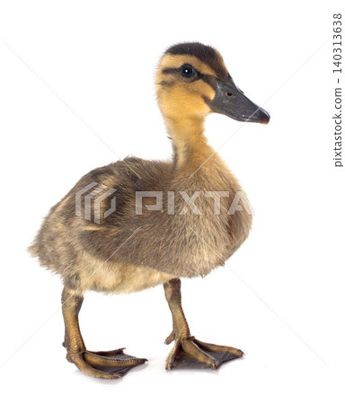 young duckling young duckling 140313638