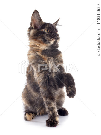 maine coon kitten 140313639