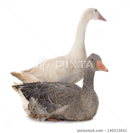 goose goose 140313641