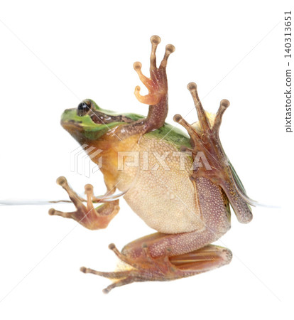 European tree frog European tree frog 140313651
