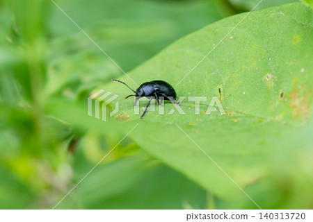 A small blue leaf beetle perched on a leaf A small blue leaf beetle perched on a leaf 140313720