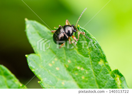 A small leaf beetle is perched on the leaf. A small leaf beetle is perched on the leaf. 140313722