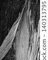 Texture of bark 140313795