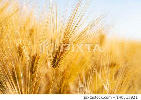 [Wheat Harvest] An autumn-like landscape that appears in early summer - wheat fields dyed golden [Nagano Prefecture] 140313921