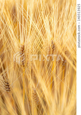 [Wheat Harvest] An autumn-like landscape that appears in early summer - wheat fields dyed golden [Nagano Prefecture] 140313925