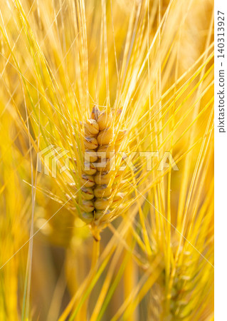 [Wheat Harvest] An autumn-like landscape that appears in early summer - wheat fields dyed golden [Nagano Prefecture] 140313927