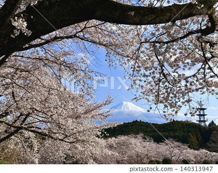 盛開的櫻花和富士山 盛開的櫻花和富士山 140313947