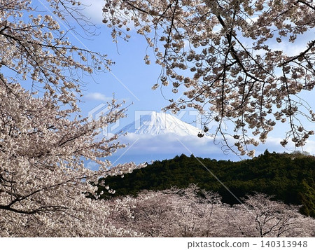 富士和櫻花 富士和櫻花 140313948