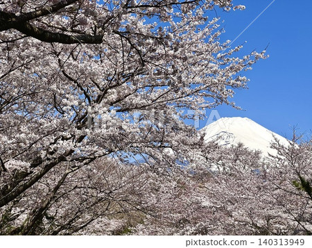 櫻桃開花的春天風景 140313949