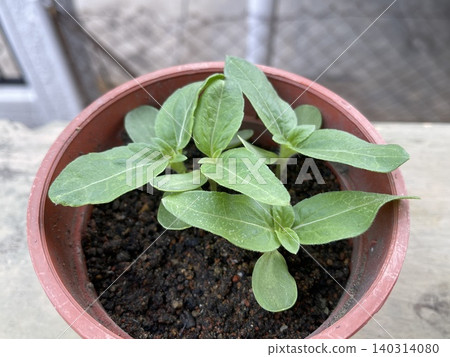 Group Of Common Sunflower Helianthus Annuus Seedlings In Brown Pot Group Of Common Sunflower Helianthus Annuus Seedlings In Brown Pot 140314080