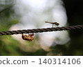 Dragonflies and cicadas 140314106