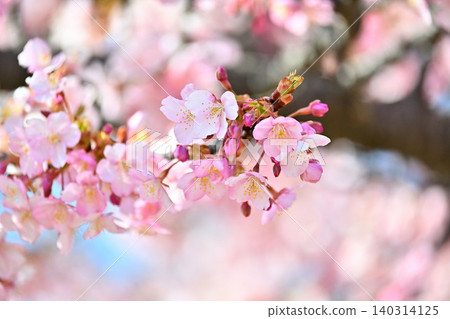 早春時節可愛的河津櫻花 早春時節可愛的河津櫻花 140314125