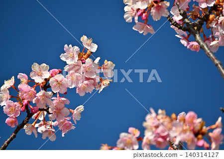Kawazu櫻花在藍天 Kawazu櫻花在藍天 140314127