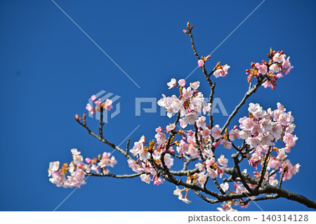 Kawazu櫻花在藍天 Kawazu櫻花在藍天 140314128