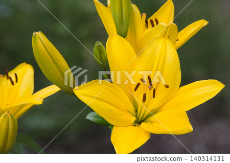 一朵有著美麗黃色花瓣的百合花。 一朵有著美麗黃色花瓣的百合花。 140314131