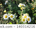 white flower wild chrysanthemum white flower wild chrysanthemum 140314216