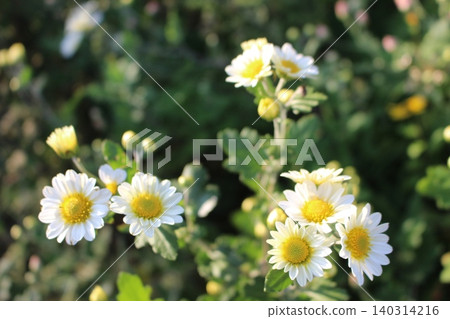 white flower wild chrysanthemum white flower wild chrysanthemum 140314216