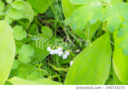 Lilies of the valley in full bloom at Fujimi Panorama Resort (Mt. Irikasa) Lilies of the valley in full bloom at Fujimi Panorama Resort (Mt. Irikasa) 140314253