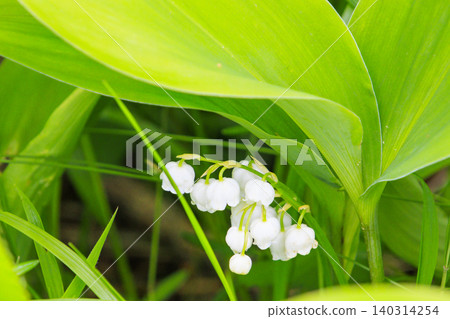 Lilies of the valley in full bloom at Fujimi Panorama Resort (Mt. Irikasa) Lilies of the valley in full bloom at Fujimi Panorama Resort (Mt. Irikasa) 140314254