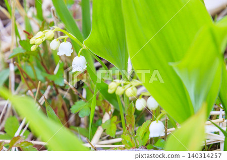 Lilies of the valley in full bloom at Fujimi Panorama Resort (Mt. Irikasa) Lilies of the valley in full bloom at Fujimi Panorama Resort (Mt. Irikasa) 140314257
