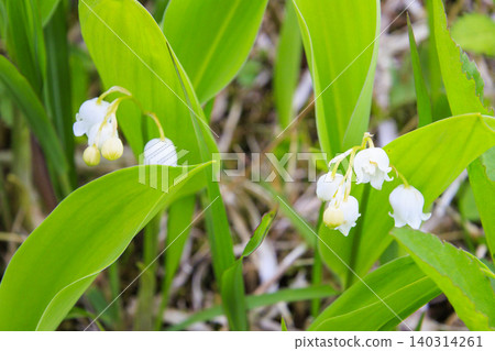 Lilies of the valley in full bloom at Fujimi Panorama Resort (Mt. Irikasa) 140314261
