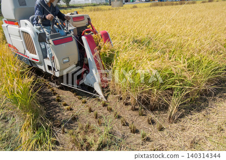 rice harvesting, combine, combine harvester 140314344