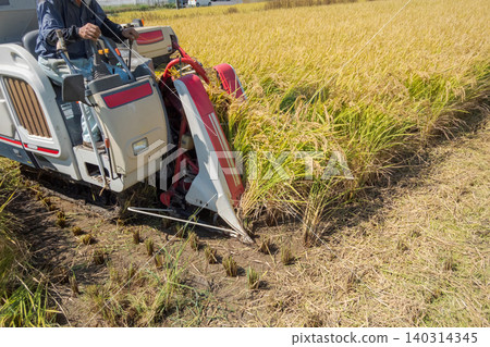 rice harvesting, combine, combine harvester 140314345