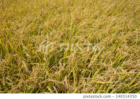 ear of rice, autumn, autumnal 140314350