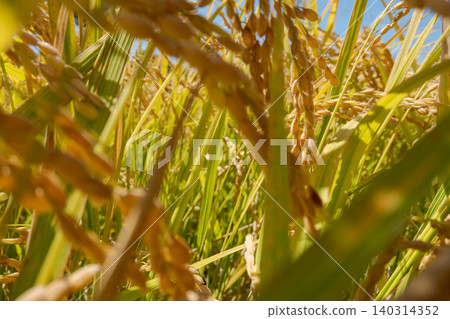 ear of rice, autumn, autumnal 140314352