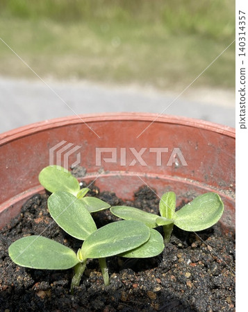 Young Helianthus Annuus Sunflower Seedlings With Growing True Leaves Young Helianthus Annuus Sunflower Seedlings With Growing True Leaves 140314357