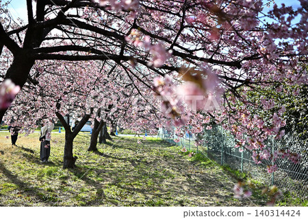 Cute Kawazu cherry blossoms, cherry blossom trees 140314424