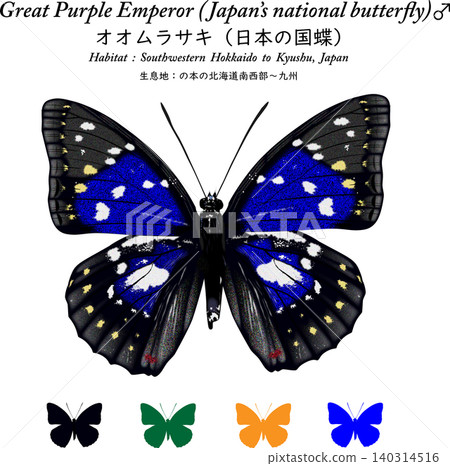 這是一幅精美的日本國蝶——紫蛺蝶(Sasakia charonda)的插圖,採用向量風格設計,白色背景上帶有圖標。 這是一幅精美的日本國蝶——紫蛺蝶(Sasakia charonda)的插圖,採用向量風格設計,白色背景上帶有圖標。 140314516