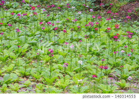 盛開的報春花-四重八瀧山野花花園 盛開的報春花-四重八瀧山野花花園 140314553