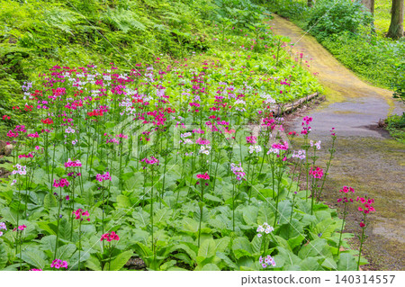 Primroses in full bloom - Shijuhachitaki Mountain Wildflower Garden Primroses in full bloom - Shijuhachitaki Mountain Wildflower Garden 140314557