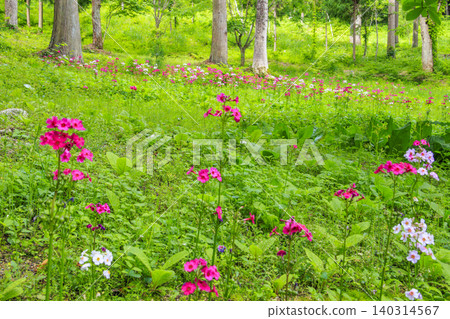 Primroses in full bloom - Shijuhachitaki Mountain Wildflower Garden Primroses in full bloom - Shijuhachitaki Mountain Wildflower Garden 140314567