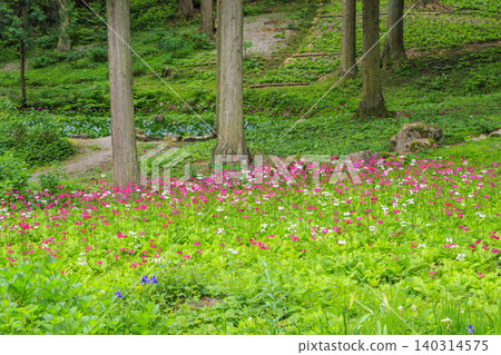 Primroses in full bloom - Shijuhachitaki Mountain Wildflower Garden 140314575