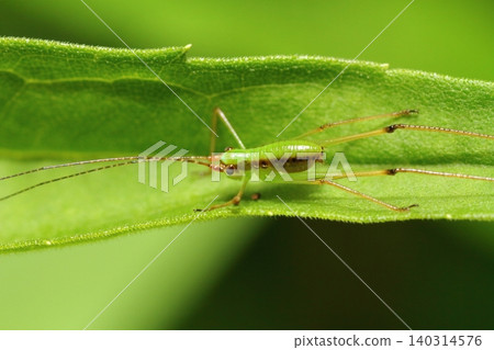 A close-up of a katydid, possibly a false katydid (Tettigoniidae). 140314576