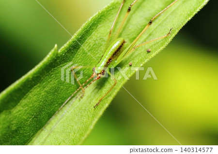 A close-up of a katydid, possibly a false katydid (Tettigoniidae). 140314577