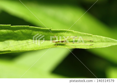 A close-up of a katydid, possibly a false katydid (Tettigoniidae). A close-up of a katydid, possibly a false katydid (Tettigoniidae). 140314579