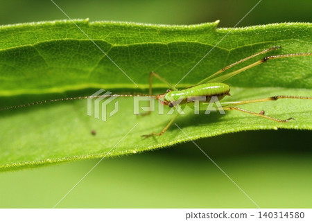 A close-up of a katydid, possibly a false katydid (Tettigoniidae). A close-up of a katydid, possibly a false katydid (Tettigoniidae). 140314580