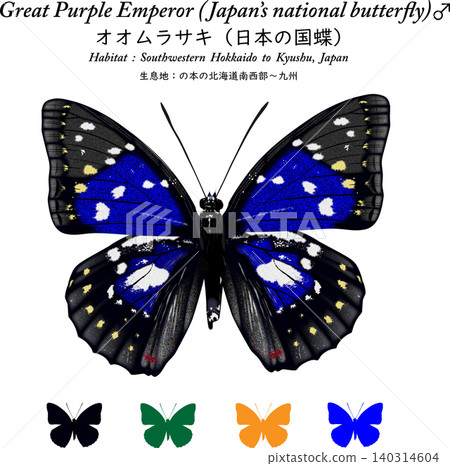 一幅美麗的插圖,描繪了日本國蝶——紫蛺蝶(Sasakia charonda),圖標放置在白色背景上。 一幅美麗的插圖,描繪了日本國蝶——紫蛺蝶(Sasakia charonda),圖標放置在白色背景上。 140314604