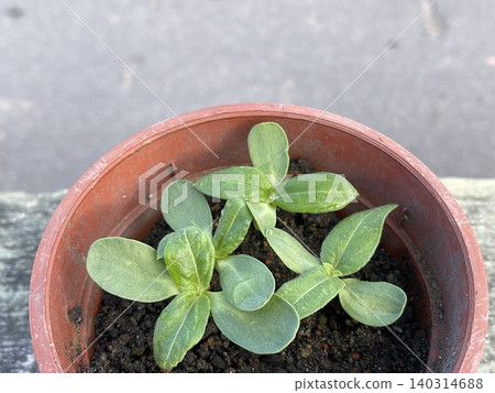 High Angle View Of Sunflower Seedlings Helianthus Annuus In Pot 140314688