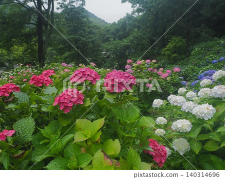 Hydrangea blooming in the clear of the rainy season Hydrangea blooming in the clear of the rainy season 140314696