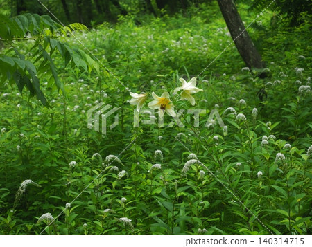 White lily flowers blooming in the field White lily flowers blooming in the field 140314715