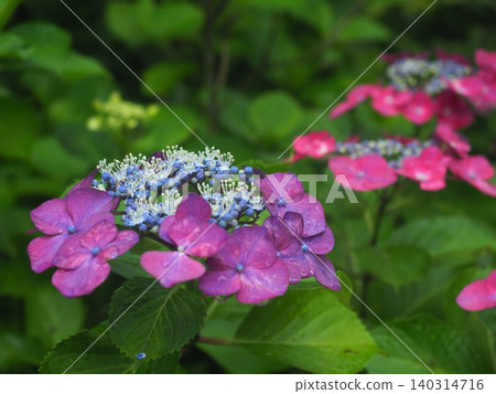 Hydrangea wet in the rain Hydrangea wet in the rain 140314716