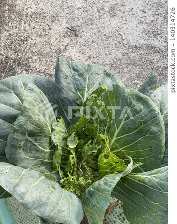 Extensive Eating Holes On Cabbage Plant From Tobacco Caterpillar Infestation 140314726