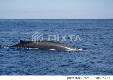 fin whale in ligurian mediterranean sea pelagos sanctuary fin whale in ligurian mediterranean sea pelagos sanctuary 140314745