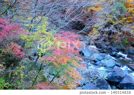 [Kanagawa Prefecture] Autumn foliage in Hayatogawa Valley 140314838
