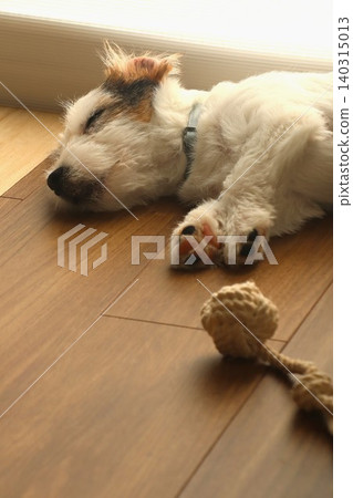 Jack Russell Terrier puppy (sleeping face) Jack Russell Terrier puppy (sleeping face) 140315013